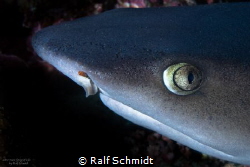 A little fish in a shark.. by Ralf Schmidt 